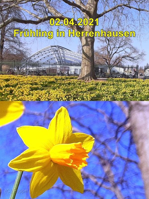 A Herrenhausen V.jpg
